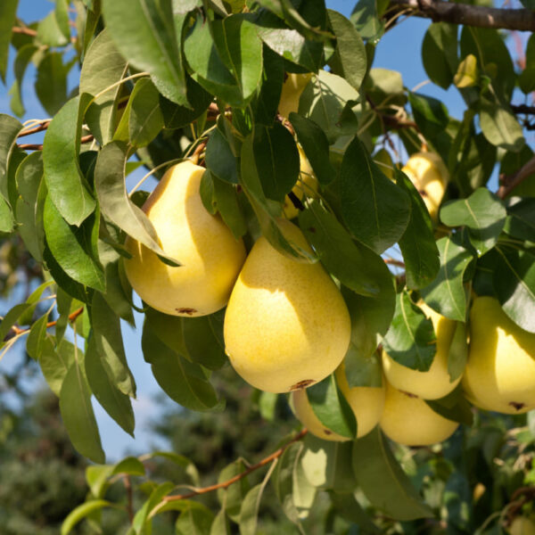 PERA ERCOLINA