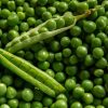 GUISANTES _ BANDEJA - Imagen 3