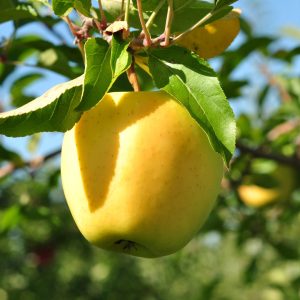MANZANA VAL VENOSTA
