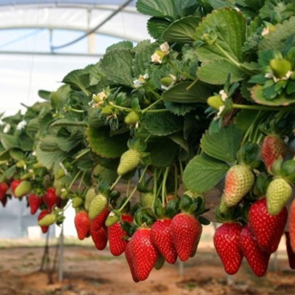 Cultivo de fresones en invernadero sostenible