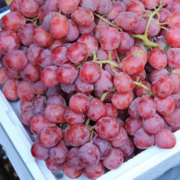 UVAS ROJAS con pipa - Imagen 2