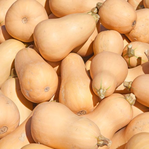 CALABAZA - Imagen 2