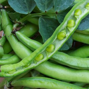 Vaina de habas frescas recién recolectadas