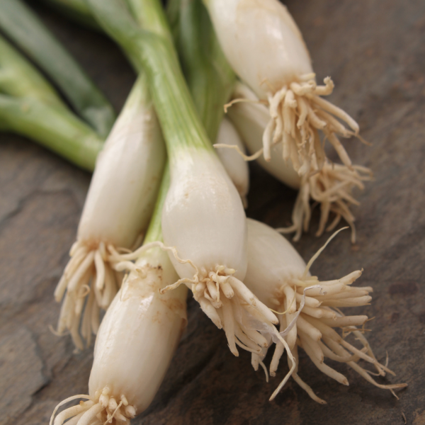 Manojo de cebolletas naturales frescas