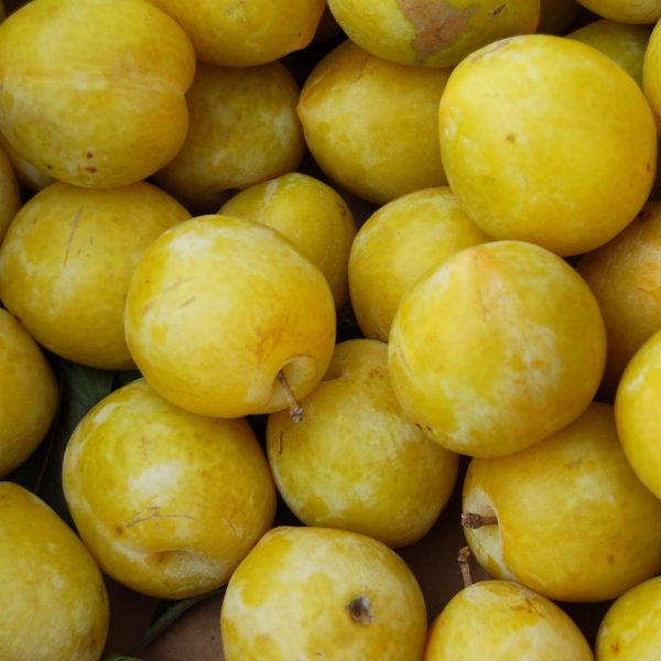 CIRUELA AMARILLA - Imagen 2