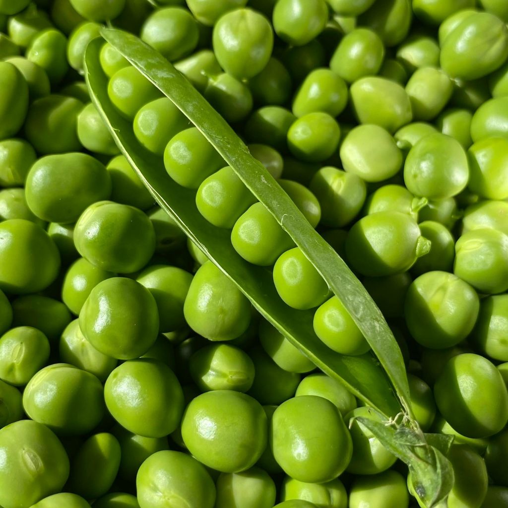 guisantes verdes recién extraídos de la vaina.