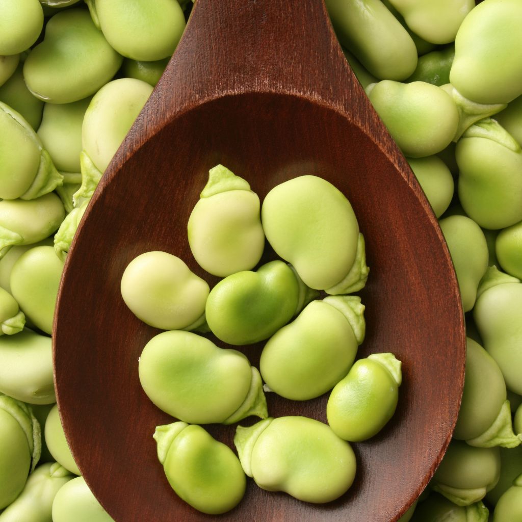 Habas frescas peladas en cuchara de madera