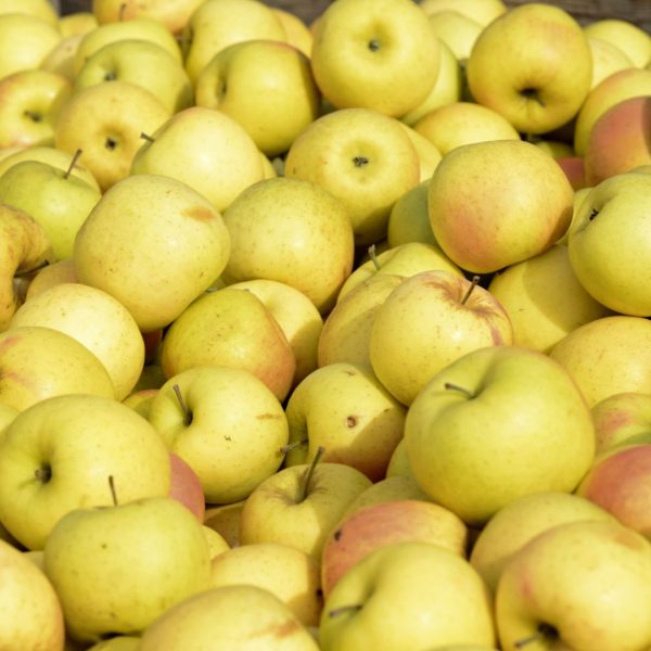 MANZANA VAL VENOSTA - Imagen 2