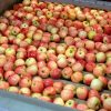 MANZANA AMBROSIA - Imagen 2