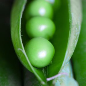detalle en primer plano de guisantes dentro de la vaina