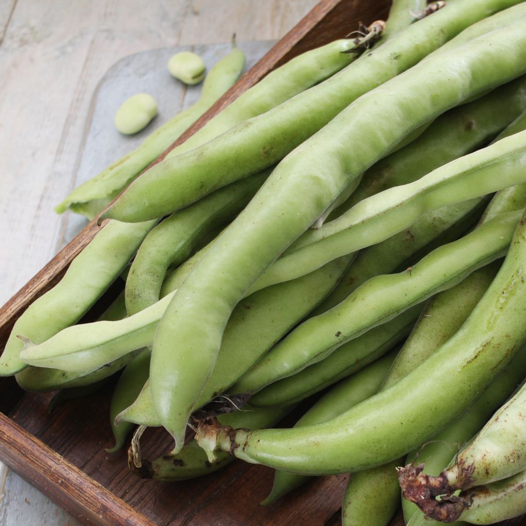 Vainas de habas frescas en caja de madera
