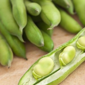 Habas en vaina abierta recién recolectadas