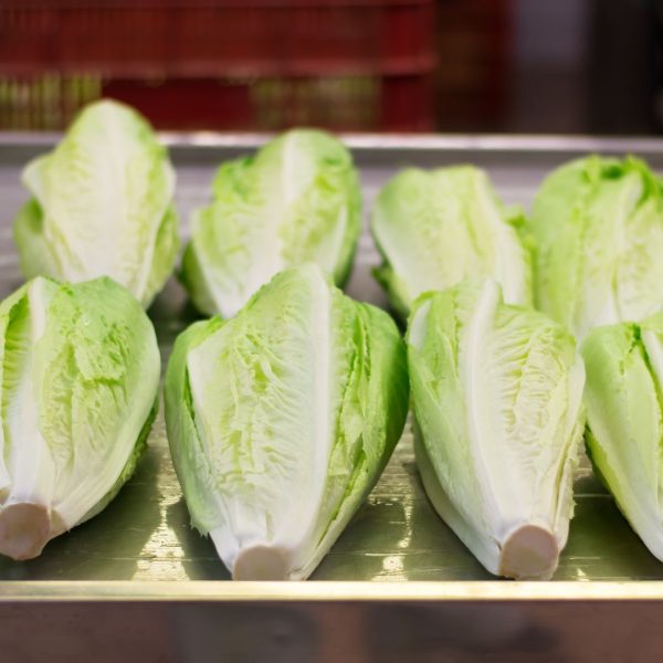 LECHUGA ROMANA BANDEJA - Imagen 3