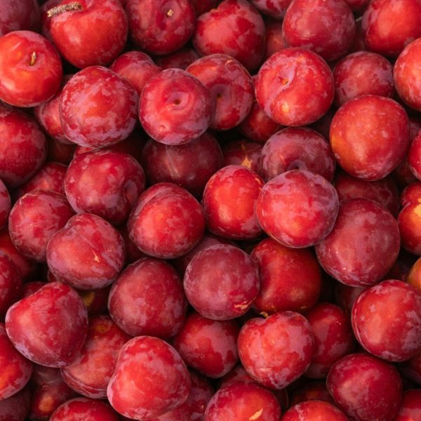 CIRUELA ROJA
