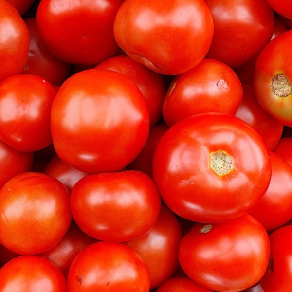 TOMATE DANIELA G - Imagen 2
