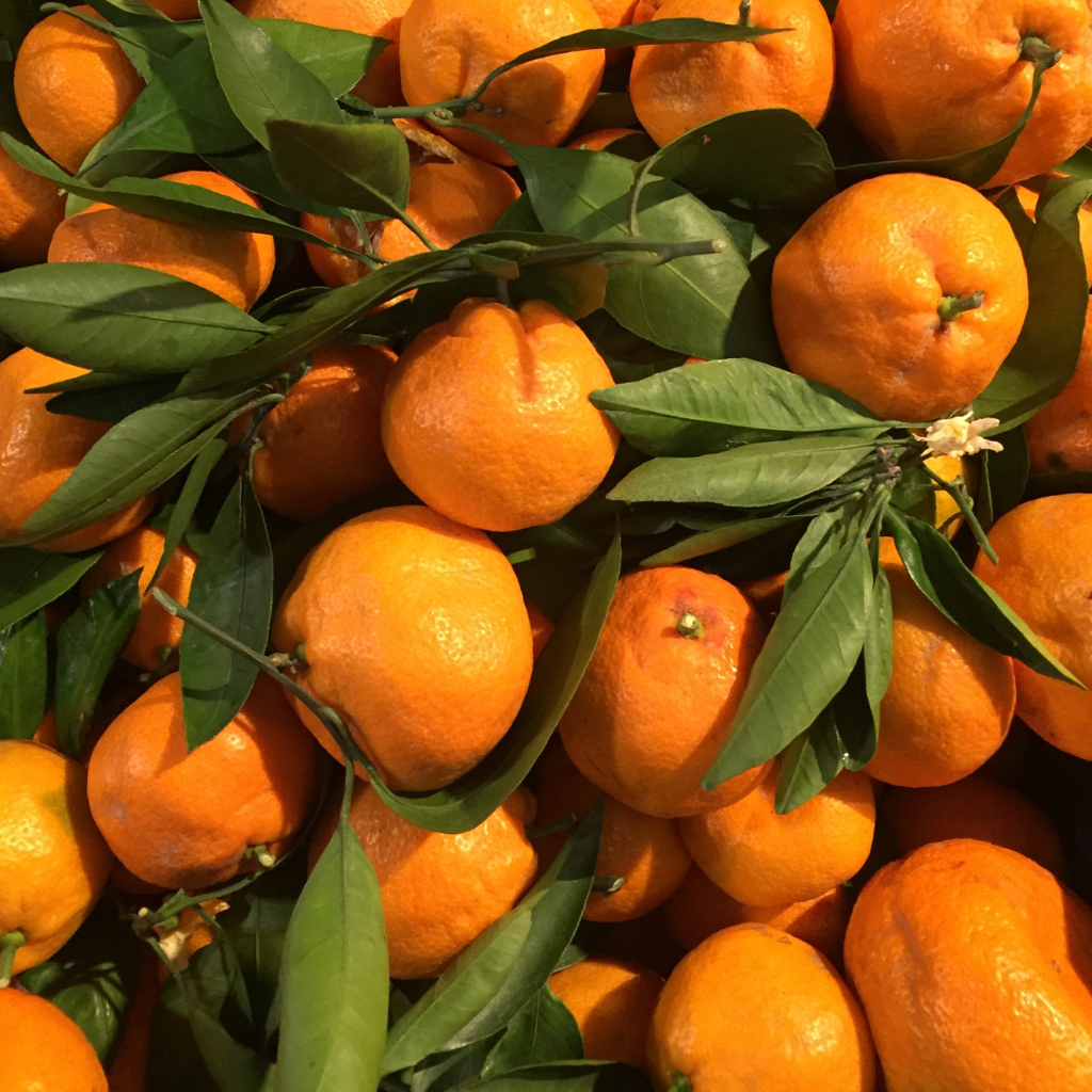 Mandarinas hoja recién recolectadas del árbol
