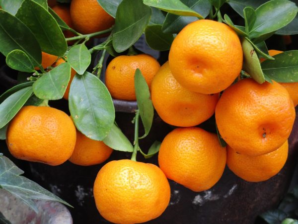 MANDARINA HOJA - Imagen 2
