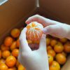 MANDARINA 1ª - Imagen 2