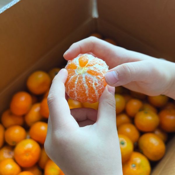 MANDARINA 1ª - Imagen 2