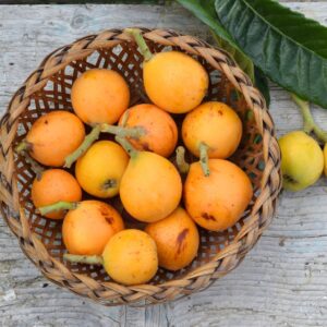 Nísperos frescos en bandeja de 500 g seleccionados para DisfrutaOnline