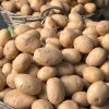 PATATAS (todo uso culinario) - Imagen 3