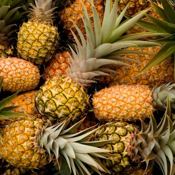 PIÑA MONTE - Imagen 2