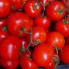 TOMATE RAMA - Imagen 4