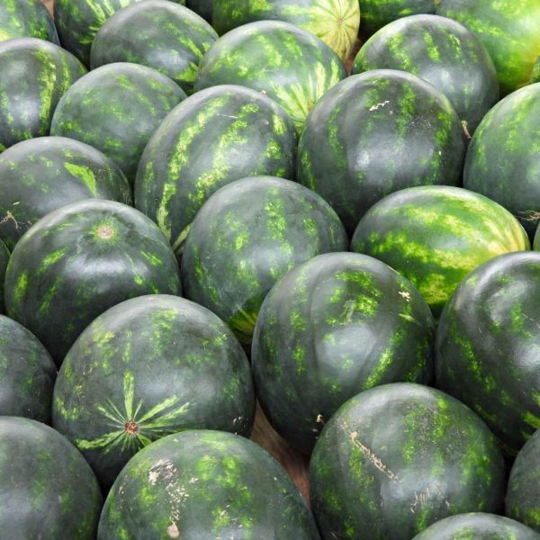 SANDIA (sin pipa) - Imagen 2