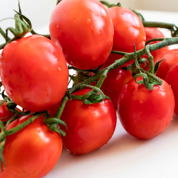 Tomates cherry pera en rama frescos recién lavados
