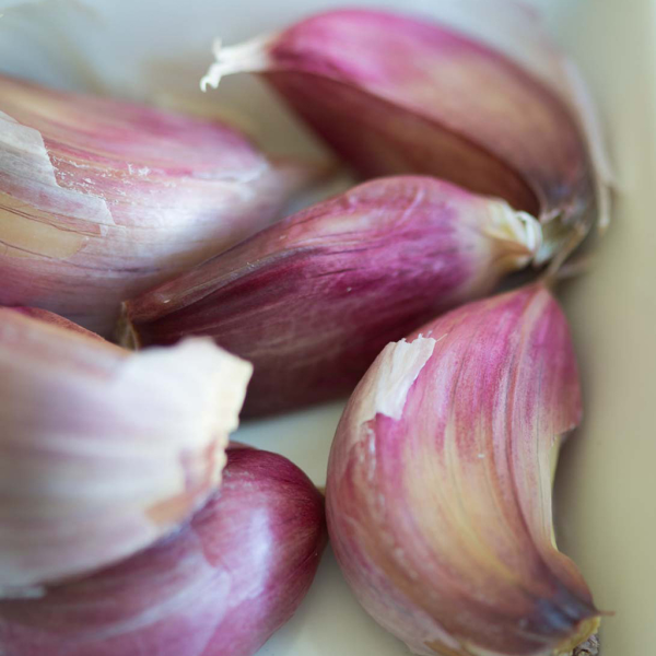 Dientes de ajo spring violeta en primer plano