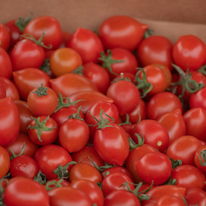 Caja de tomates cherry pera en rama recién cosechados