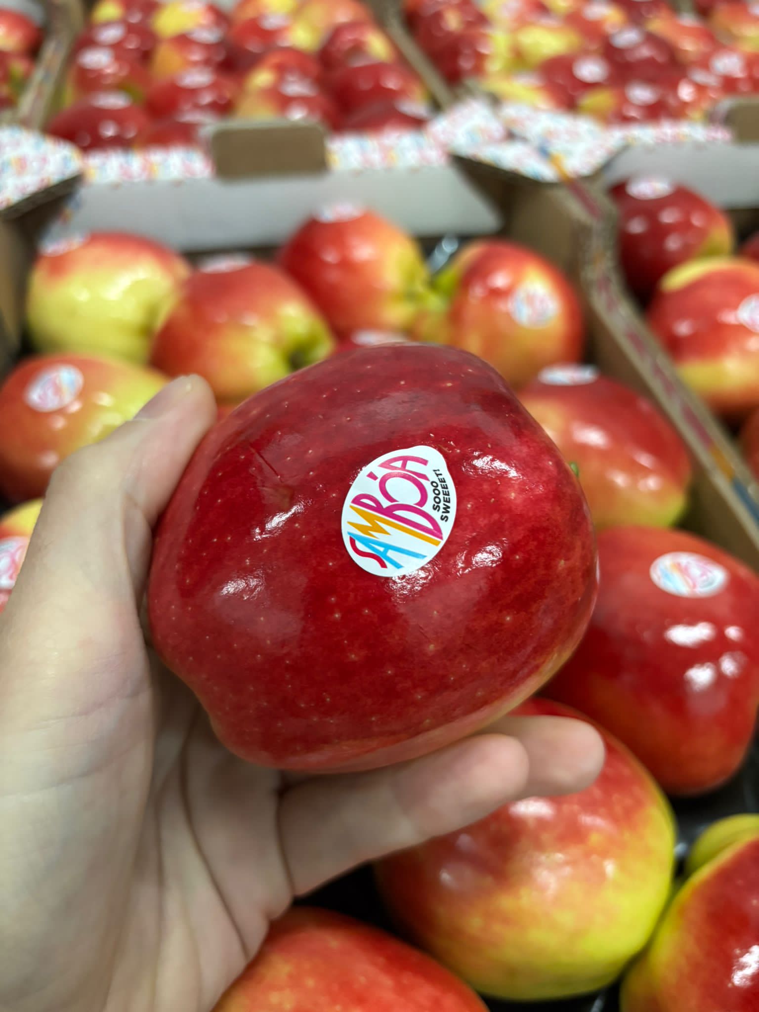 manzana Samboa fresca en mano, lista para disfrutar